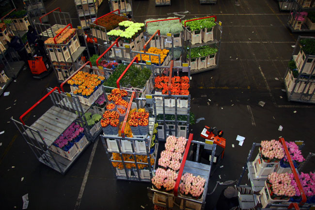 цветы оптом в&nbsp;Брянске