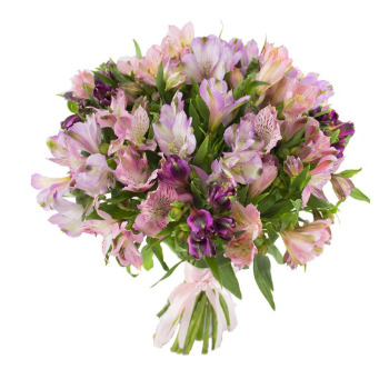 Альстромерии 