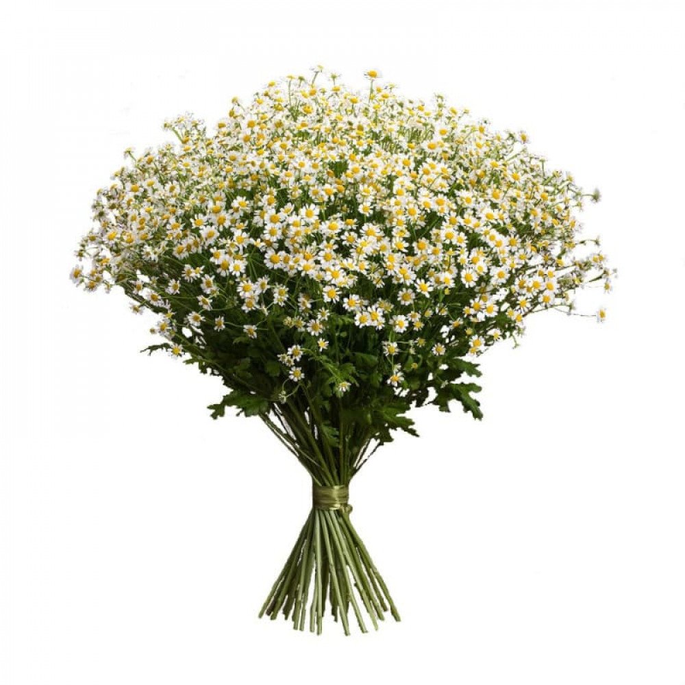 Танацентум