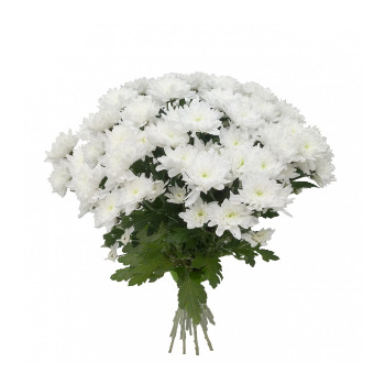 Хризантемы 