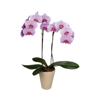 Орхидеи 